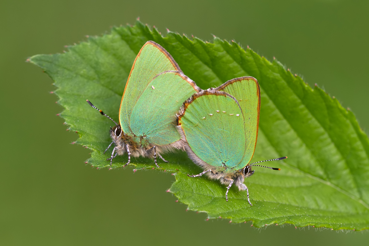 Green Hairstreaks Mating